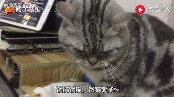 娱乐圈吃瓜猫,揭秘吃瓜猫背后的娱乐真相