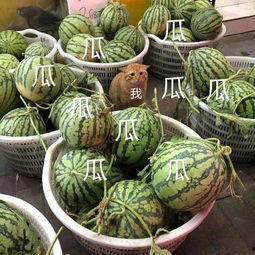 娱乐吃瓜地方,吃瓜群众必看的幕后故事  第3张