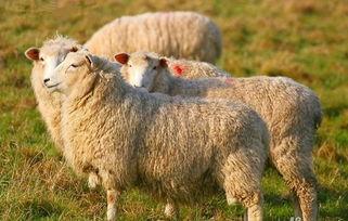 羊了个羊吃瓜娱乐  第3张