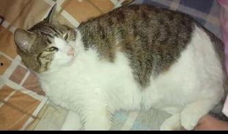 娱乐圈吃瓜猫咪是谁啊  第2张